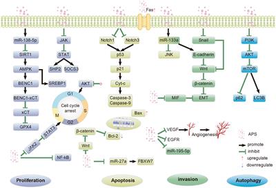 Advances in research on the anti-tumor mechanism of Astragalus polysaccharides
